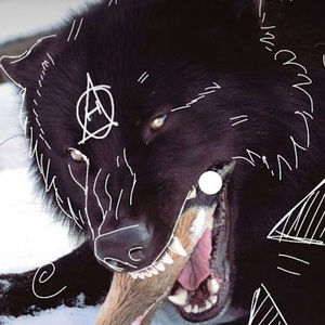 Meet your Posher, Stray